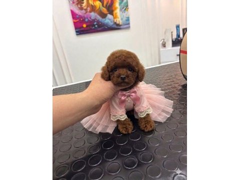 Kore kan ırk ve sağlık garantili aşılı dişi yavru poodle