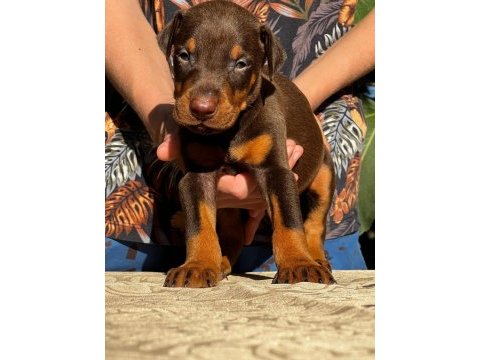 Kızıl safkan ırk garantili doberman bebeklerim