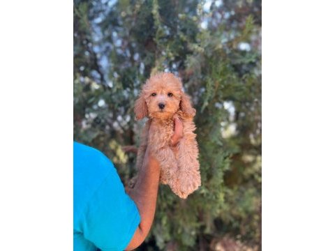 Orijinal maltipoo yavrular randevu alarak bakabilirsiniz