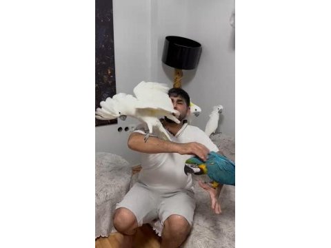 Tam bir resim kuşu ara macaw
