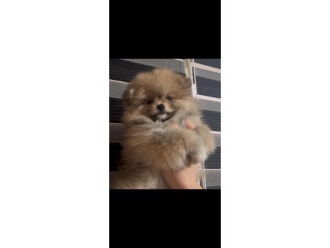 Son kalan pofuduk dişi pomeranian