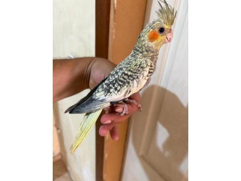 64 günlük uysal sultan papağanı bebek