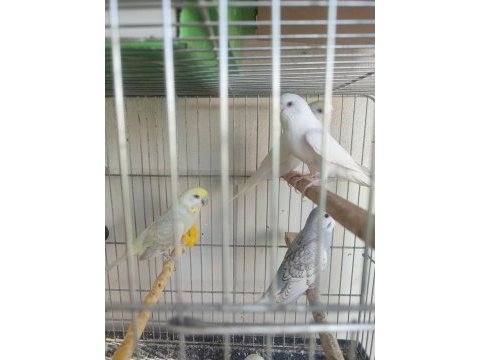 2 aylık yavrular ve yeni yeme düşmüş kuşlar