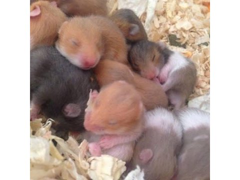 Çok tatlı minicik suriye hamster adana