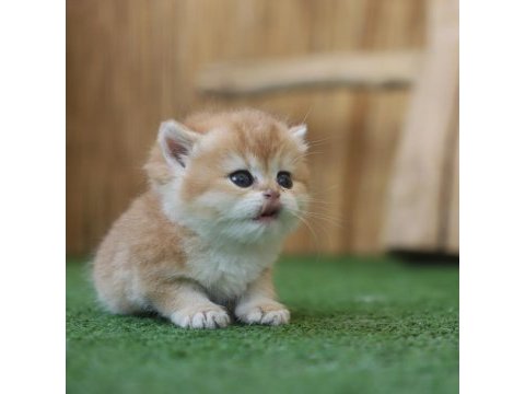 Safkan british shorthair golden ny12