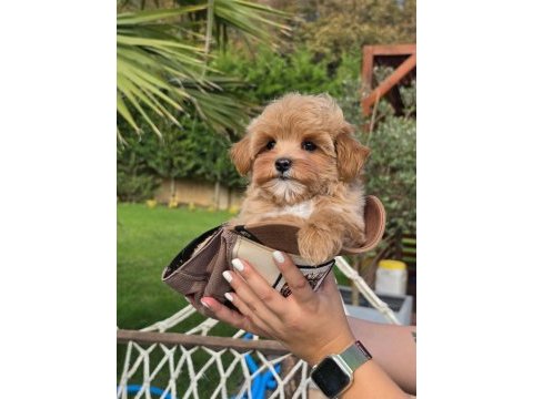 Akıllı ve tüy dökmeyen karakteriyle maltipoo yavrusu