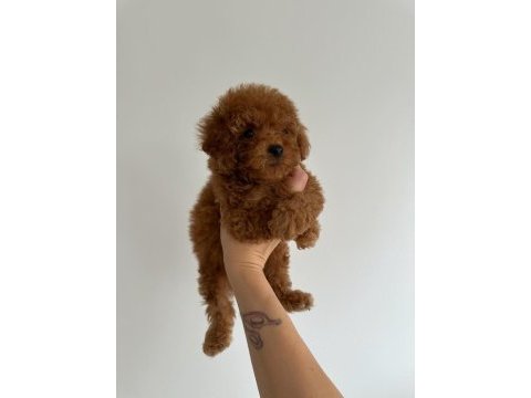 Denizli nın en güzel toy poodle bebekleri 