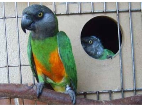 Senegal papağanı çiftim alana hayırlı olsun