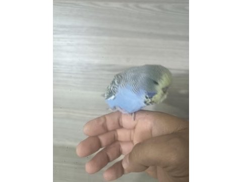 Bebek show muhabbet kuşu