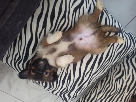 Uygun nadir renk pekinez