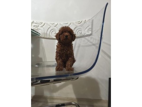 Kore babadan red toy poodle minnaklar