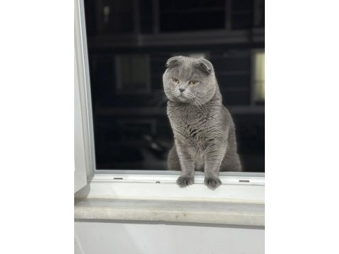2 yaşında scottish fold