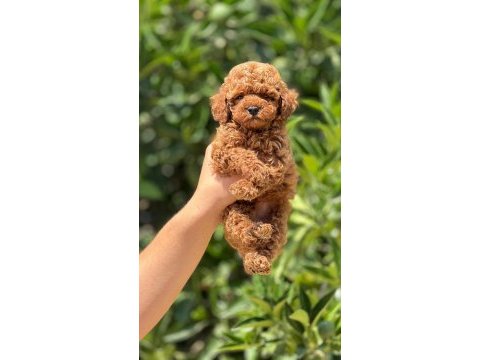 Poodle mersin