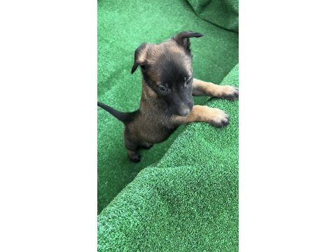 Maskeli malinois yavrular