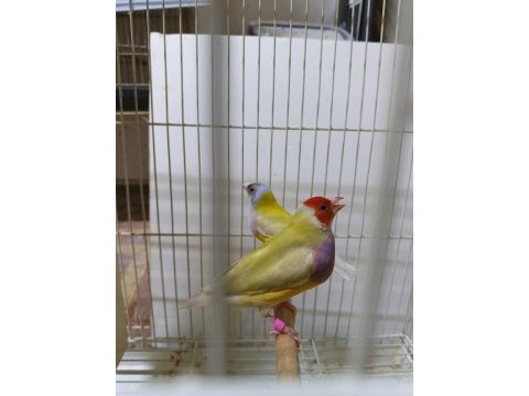 Golden finch