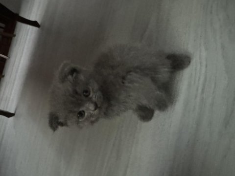 British shorthair kedimiz