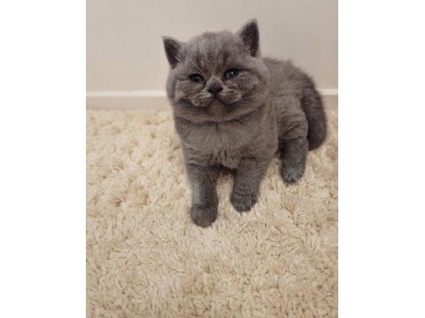 Nadir suratlı son erkek ve dişi british shorthair yavrumuz