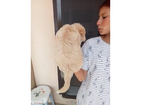 Uygun ve kaliteli maltipoo yavrular