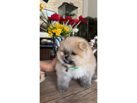 Pomeranian boo orjinal