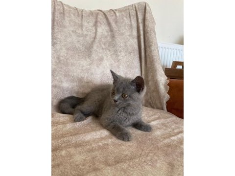 Kür rengi asil bebek british shorthair