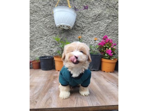 Erkek maltipoo bebek