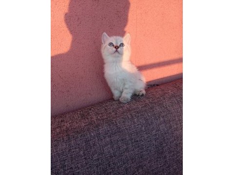 Uygun bayram şekerleri kediler