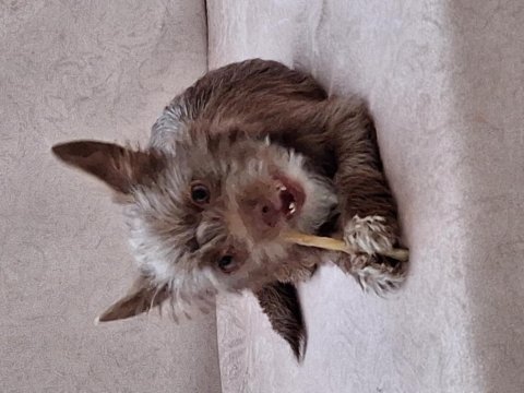 Ücretsiz sahiplendirme köpeğimiz