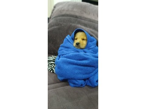 Bebek golden retriever yavruları