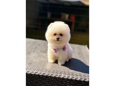 Pamuk şekeri pomeranian boo