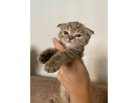 Scottish fold dişi