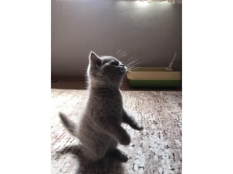 Lilac british shorthair