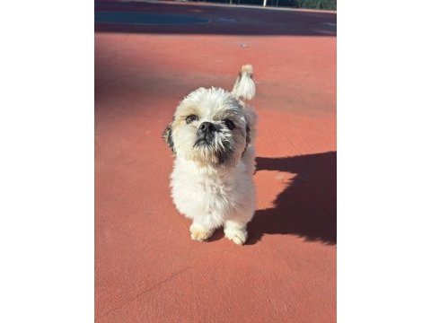 Tuvalet eğitimli shih tzu