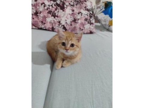 15 mayıs doğumlu british shorthair
