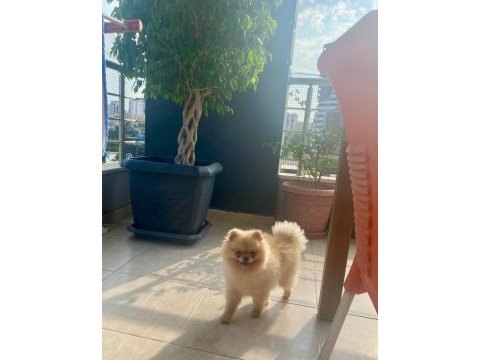 Pomeranian erkek