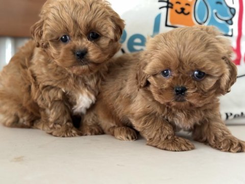 Ankaranın en güzel maltipoo yavruları aşılı pasaportlu