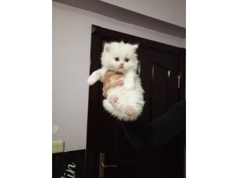Anne baba şecereli koca kafa british shorthair yavrular