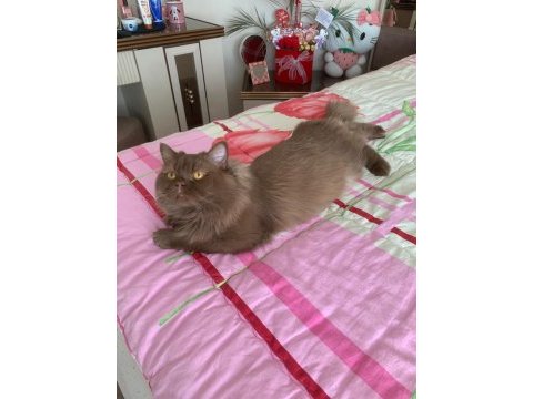 Cinnemon longhair kedimiz