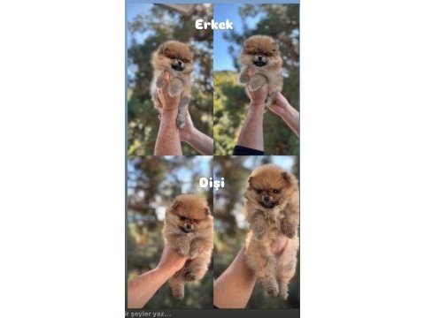0 numara teddy pomeranian boo yavrumuz hazır