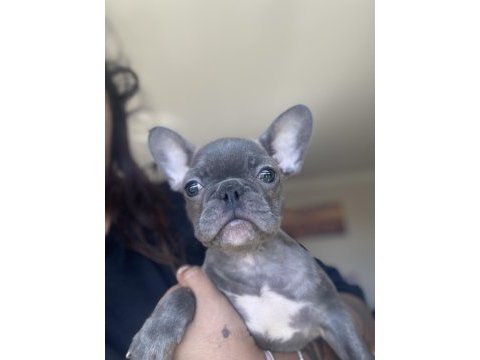 Acil 2 tane dişi french bulldog