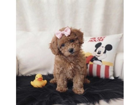 Toy poodle dişi