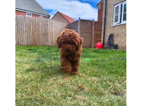 Toy poodle arayanlara özel sağlık garantili