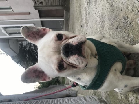 French bulldog 0 burun 0 kuyruk