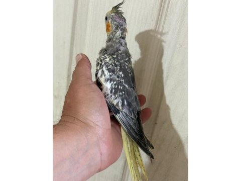 Tam 50 günlük kusursuz full evcil sultan bebek