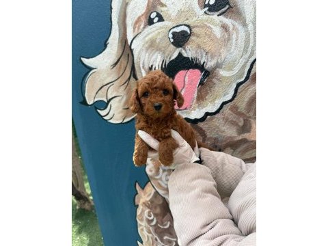 Ziyarete açık erkek dişi poodle bebekler 