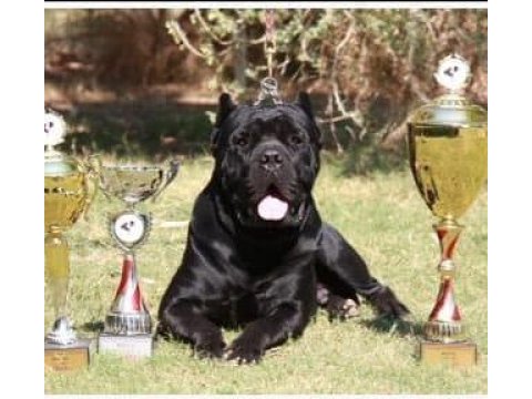 Sağlam şampiyon kanı cane corso