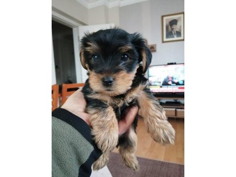 Yorkshire terrier 7 haftalık bebek