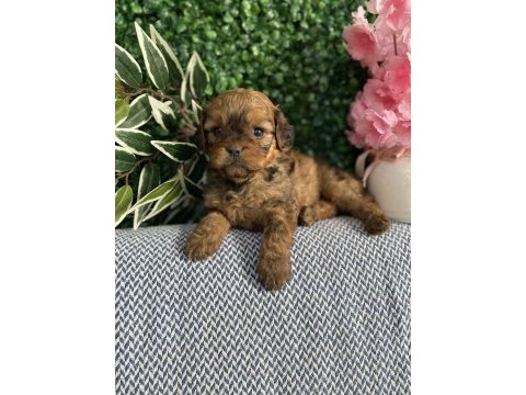 Maltipoo yavrularım sağlık ve ırk garantilidir