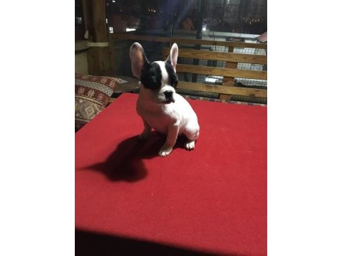 French bulldog