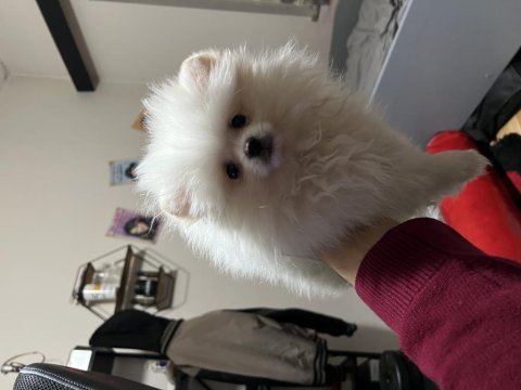 2 aylık dişi pomeranian boo