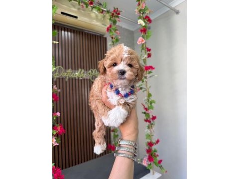 Maltipoo yavru